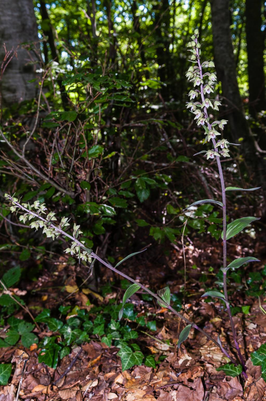 Epipactis purpurata